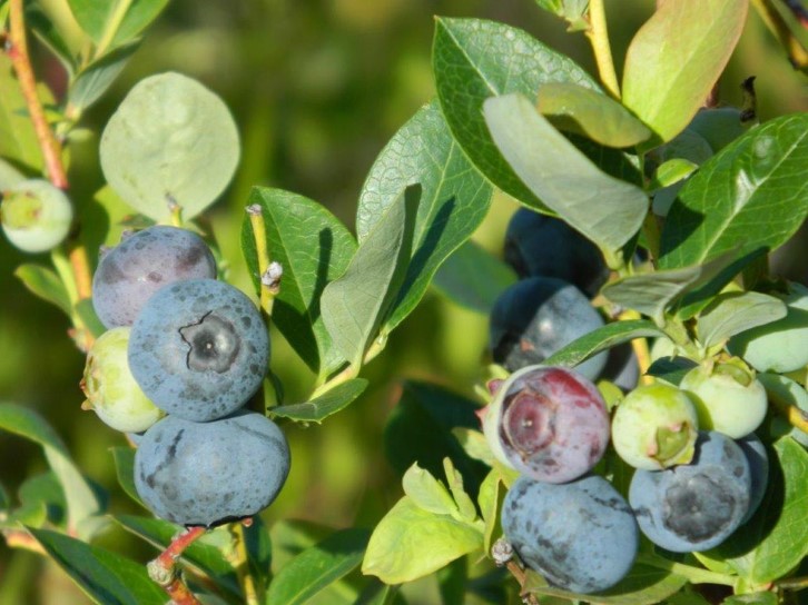 Blueberry cluster in a bush