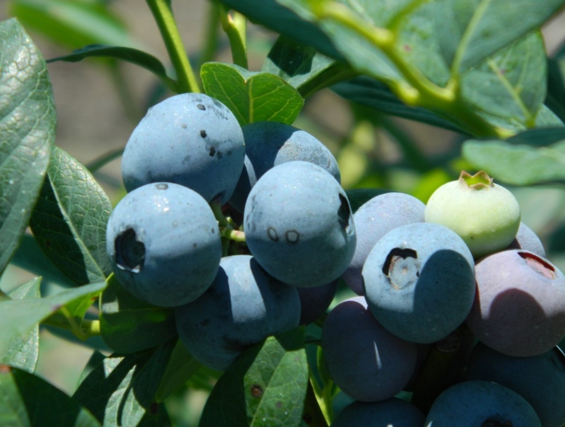 Closeup of blueberry bunch