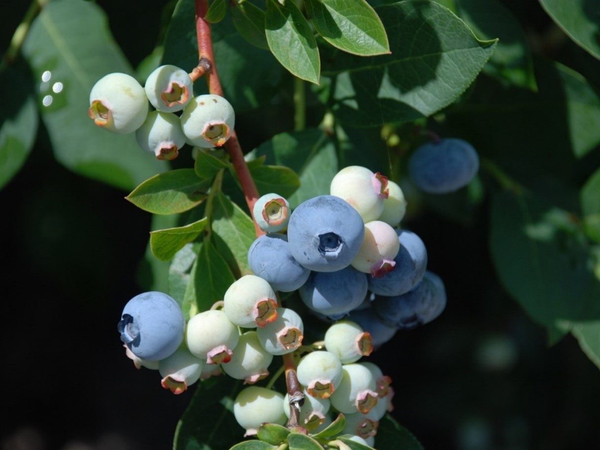 Ripening blueberries on bush