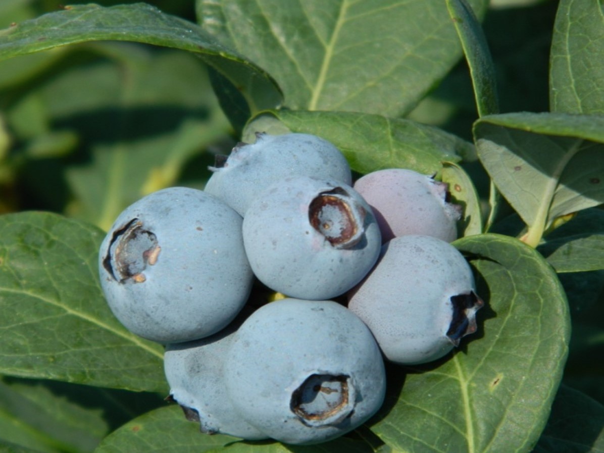 Cluster of blueberries on bush