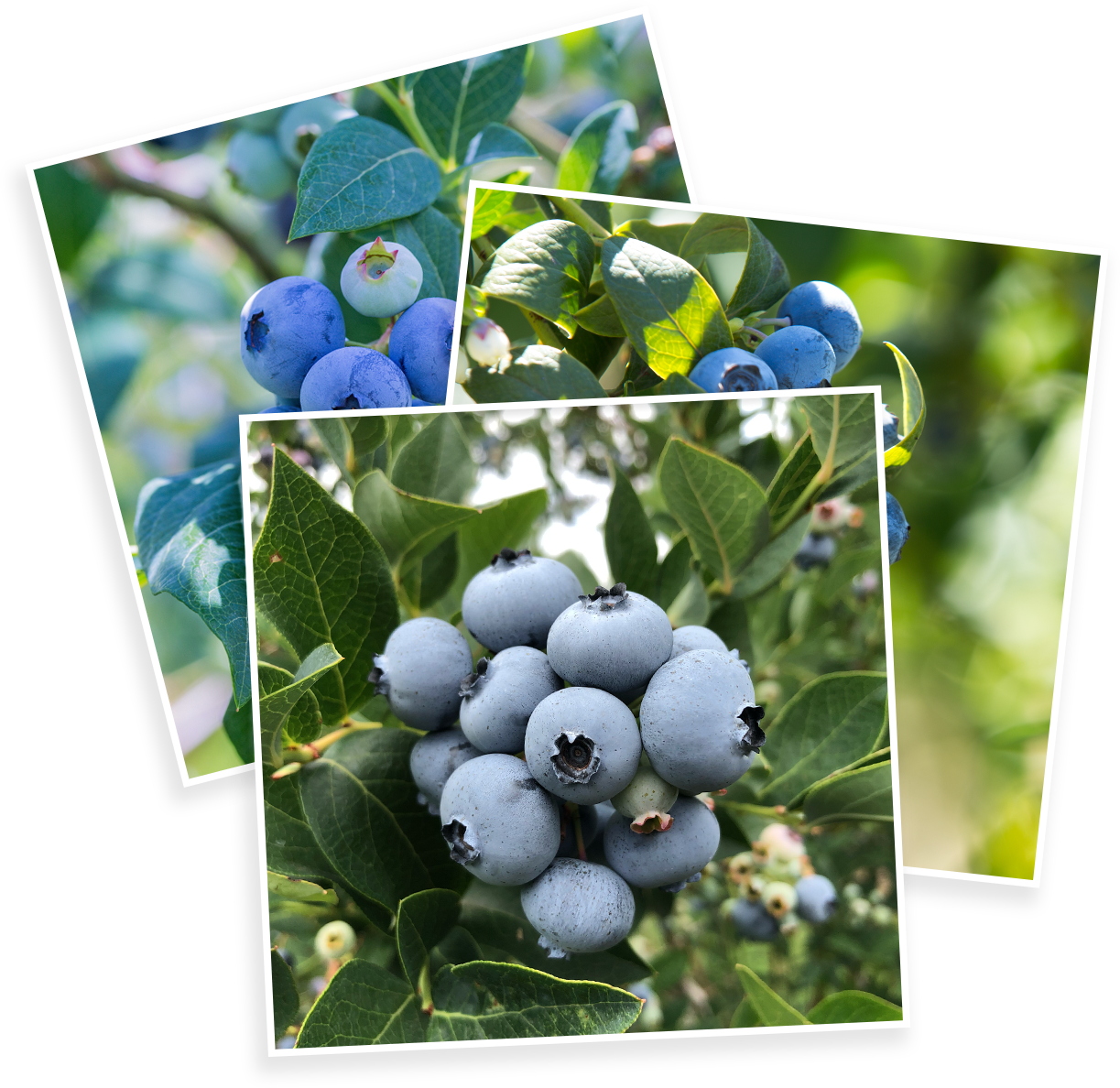 Stacked photos of various blueberries