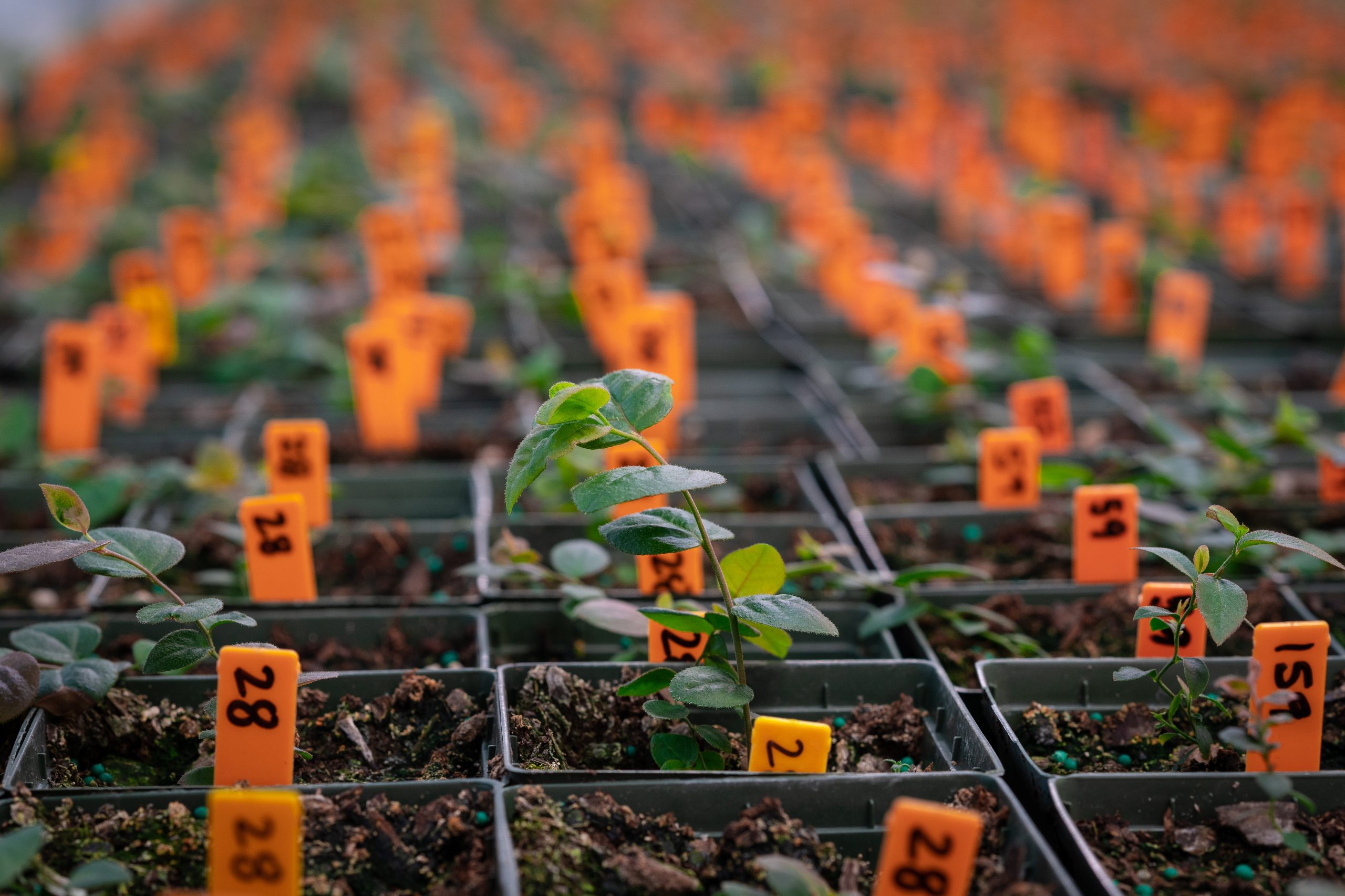 Young Blueberry Bush in a Greenhouse